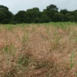 0.5ha Miscanthus giganteus