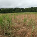 0.5ha Miscanthus giganteus