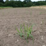 0.5ha Miscanthus Athena™