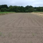 0.5ha Miscanthus Athena™
