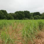 0.5ha Miscanthus Athena™