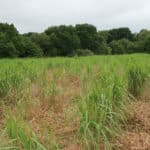 0.5ha Miscanthus Athena™