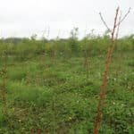 Black Locust 'Turbo'