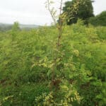 Black Locust 'Turbo'