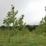 SRF Poplar at North Wyke, July 2024