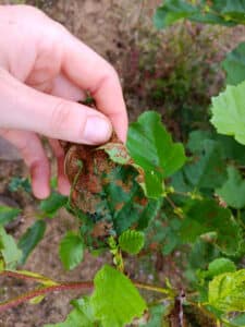 Insect damage on alder leaves at Headley Hall, July 2024