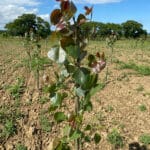 SRF Italian Poplar at Cockle Park Farm, July 2024