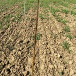 SRF Italian Poplar at Cockle Park Farm, July 2024