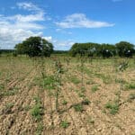 SRF Italian Poplar at Cockle Park Farm, July 2024
