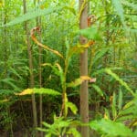 Yellow leaves on Lisa variety