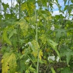 Mature Sida in Flower at Chesham, July 2024