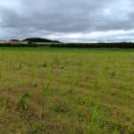 Miscanthus Athena™ at Headley Hall, July 2024