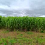 Miscanthus x giganteus at Headley Hall, July 2024