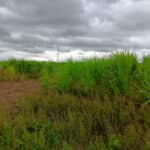 2023 Miscanthus variety trial at Headley Hall, July 2024