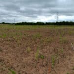 2024 Miscanthus variety trial at Headley Hall, July 2024
