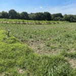 0.5ha Miscanthus Athena™