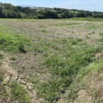 Miscanthus Variety Trial 2024