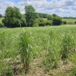 Miscanthus giganteus plot