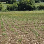 Miscanthus Athena™ plot