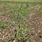 Miscanthus Athena ™ shooting, up.