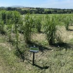 Miscanthus Variety Trial 2023