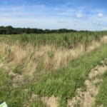 Miscanthus x giganteus