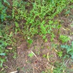 The gapped up plants growing well in the 0.5 ha willow trial