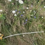 Cornflowers, wild carrot and red clover among the grass