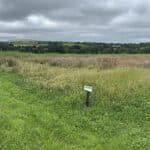 Wildflower margin at North Wyke