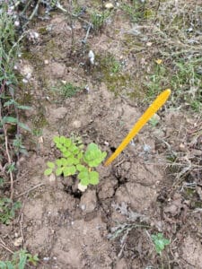 Black locust 'Turbo Obelisk' at Headley Hall, July 2024