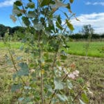 SRF Poplar