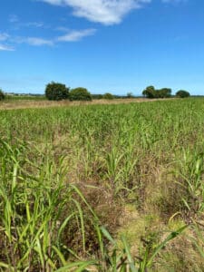 0.5ha Miscanthus giganteus