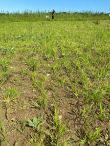 Reed canary grass at Cockle Park Farm, July 2024