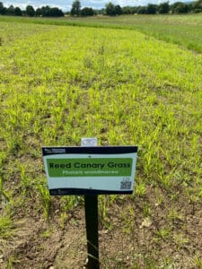 Reed canary grass at Cockle Park Farm, July 2024