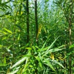 Yellow leaves on Resolution variety