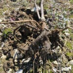 Rotten roots on black locust Turbo plant