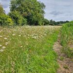Looking down one of the sown margins at Chesham.