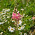 Onobrychi vicilflora, common sainfoin at Chesham