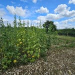 Sida at Chesham, July 2024