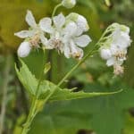 Sida in flower, Chesham, 2024