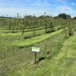 SRC Poplar at North Wyke, July 2024