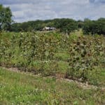 SRC Poplar growing well protected by Solar E-Fencing BGI
