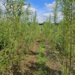 SRC Willow at Chesham, July 2024