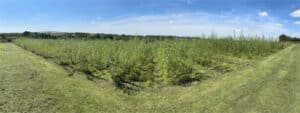 SRC Willow Variety Trial