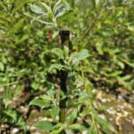 SRC Willow rods gapped up shooting well at Chesham