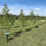 SRF Poplar at North Wyke, July 2024