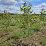 SRF Poplar growing well