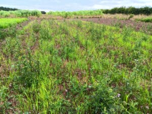 Switchgrass at Headley Hall, July 2024