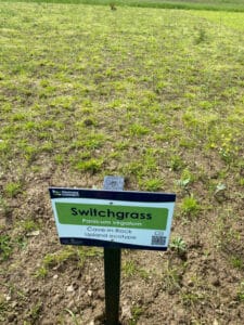 Switchgrass at Cockle Park Farm, July 2024