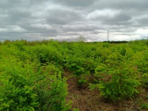Black locust 'Turbo' at Headley Hall, July 2024